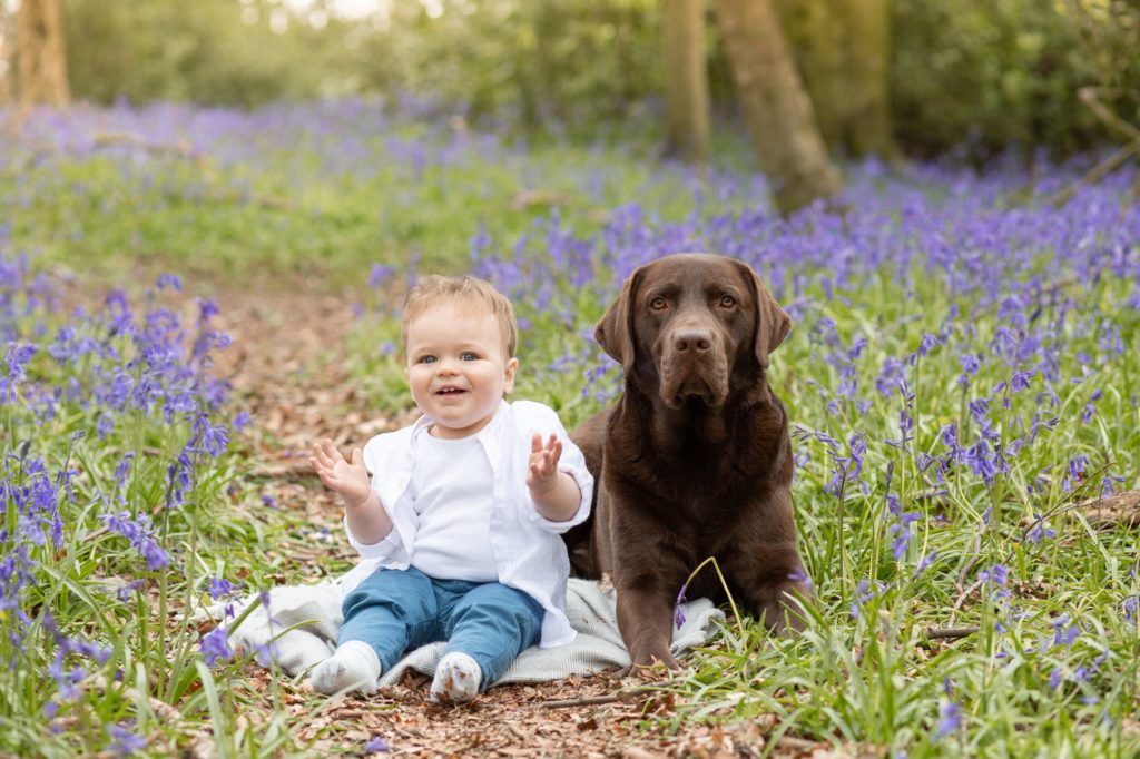 Little boy with his dog amongst the bluebells at a family photo shoot near Tring, Hertfordshire
