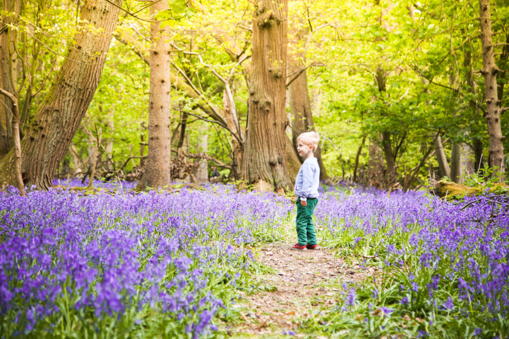 Photo of little boy in bluebell woodland in Hertfordshire countryside by Tanya Aldcroft Photography