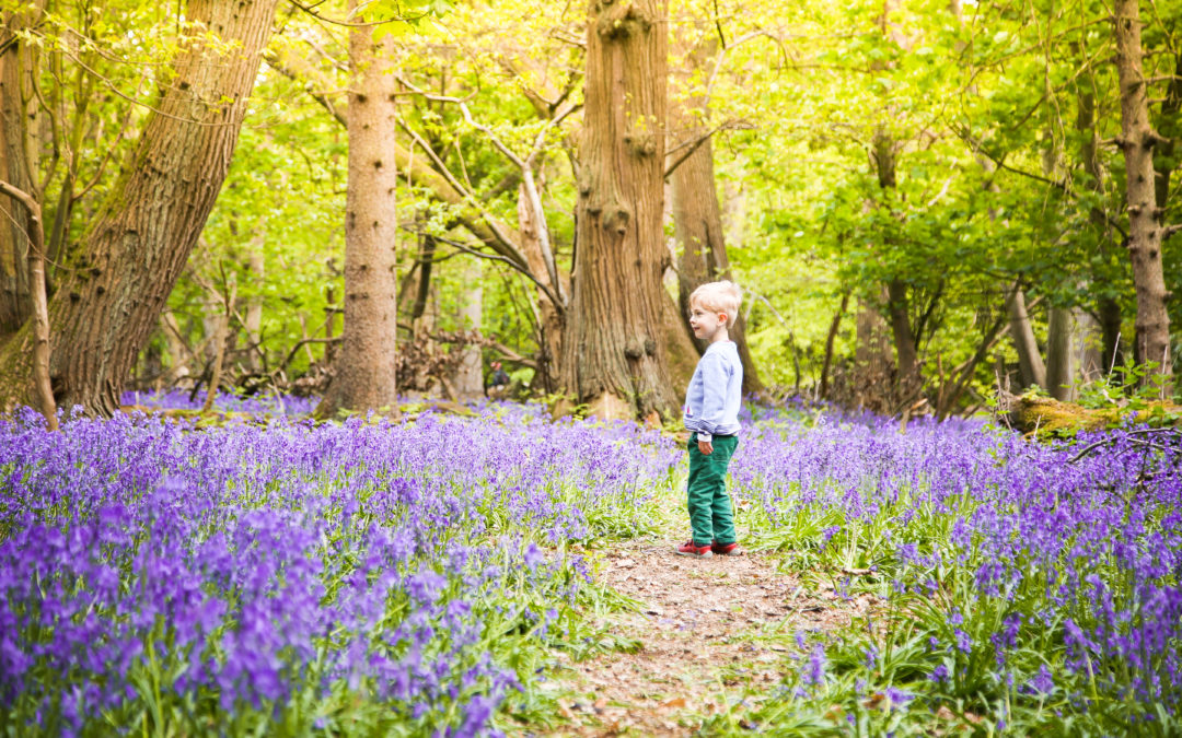 Bluebell Photo Shoots – What to Expect