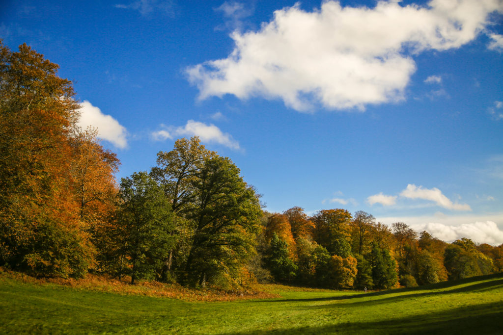 The Golden Valley Ashrdige Estate in Autumn by Tanya Aldcroft Photography